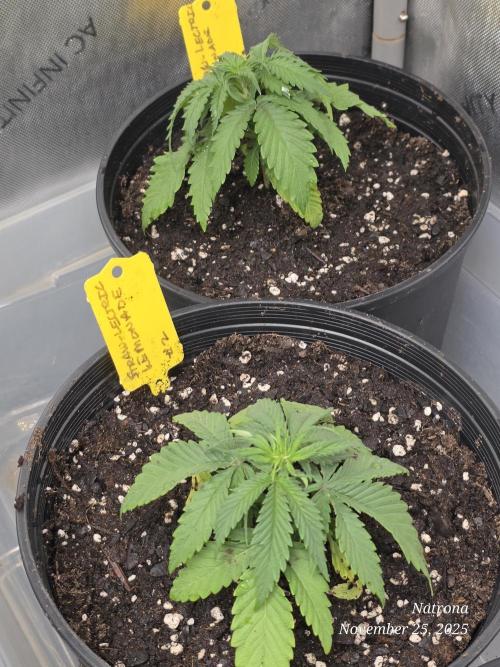 Straw-Lectric Lemonade Strng Seeds. Week 3