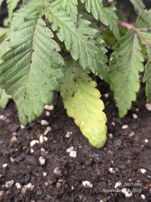 Straw-Lectric Lemonade Strng Seeds. Week 3