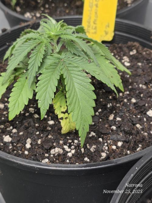 Straw-Lectric Lemonade Strng Seeds. Week 3