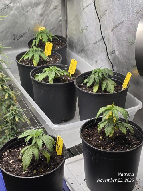 Straw-Lectric Lemonade Strng Seeds. Week 3