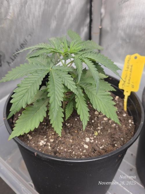 Straw-Lectric Lemonade Strng Seeds. Week 3