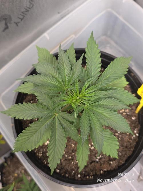 Straw-Lectric Lemonade Strng Seeds. Week 3