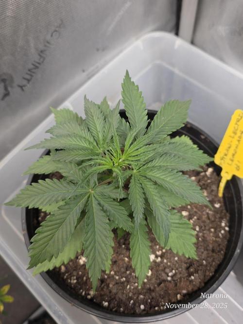 Straw-Lectric Lemonade Strng Seeds. Week 3