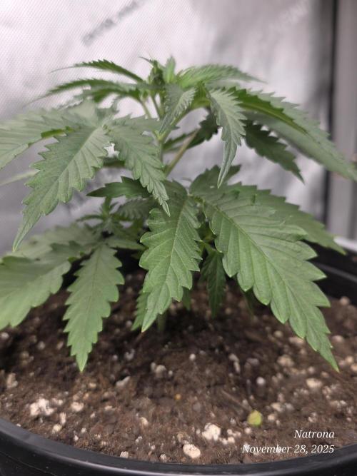 Straw-Lectric Lemonade Strng Seeds. Week 3