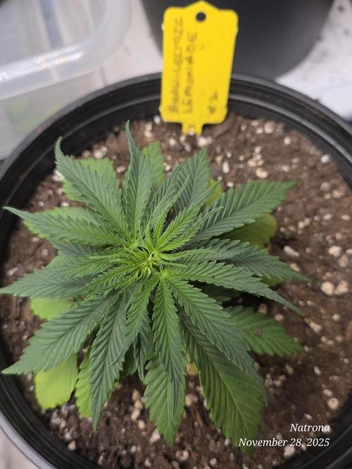 Straw-Lectric Lemonade Strng Seeds. Week 3