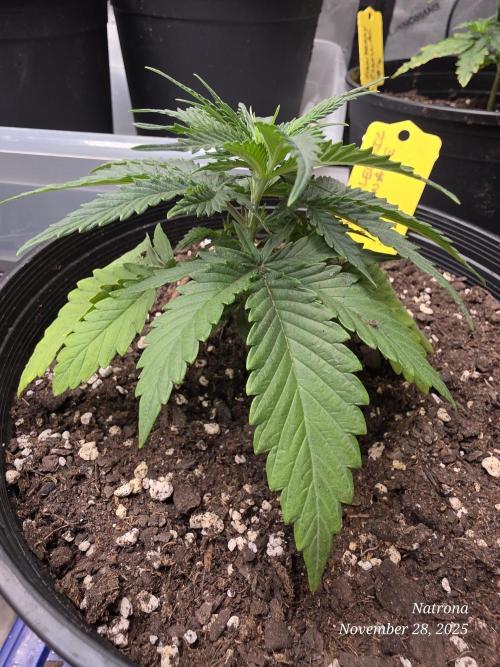 Straw-Lectric Lemonade Strng Seeds. Week 3