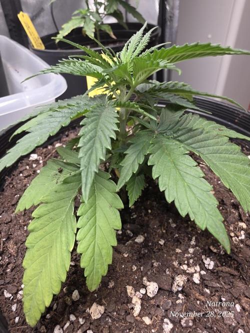 Straw-Lectric Lemonade Strng Seeds. Week 3