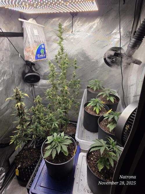 Straw-Lectric Lemonade Strng Seeds. Week 3