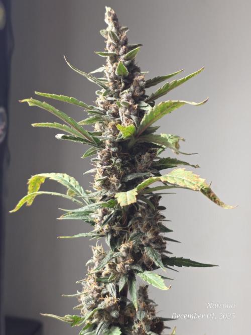 Apricot Auto-Fast Buds. Week 9