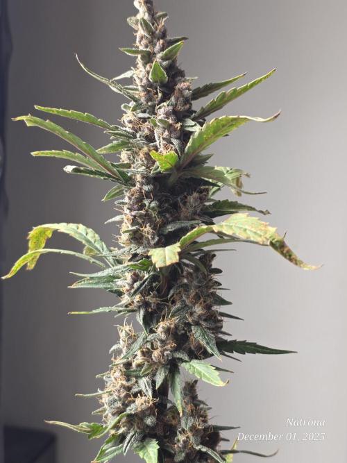 Apricot Auto-Fast Buds. Week 9