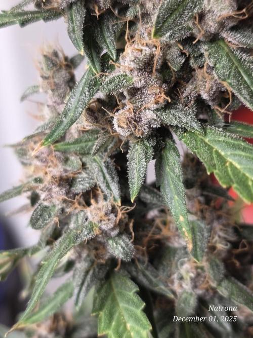 Apricot Auto-Fast Buds. Week 9