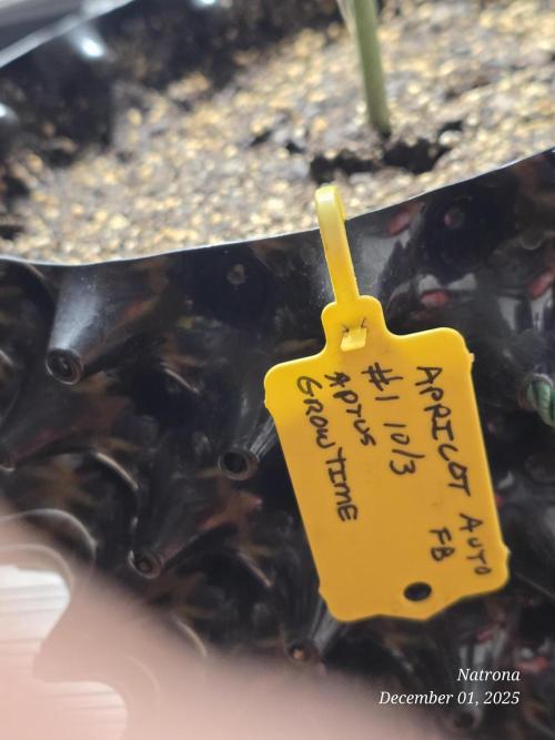 Apricot Auto-Fast Buds. Week 9