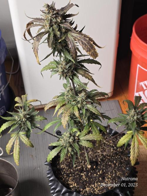 Apricot Auto-Fast Buds. Week 9
