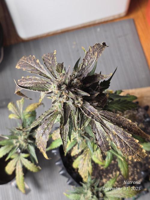 Apricot Auto-Fast Buds. Week 9