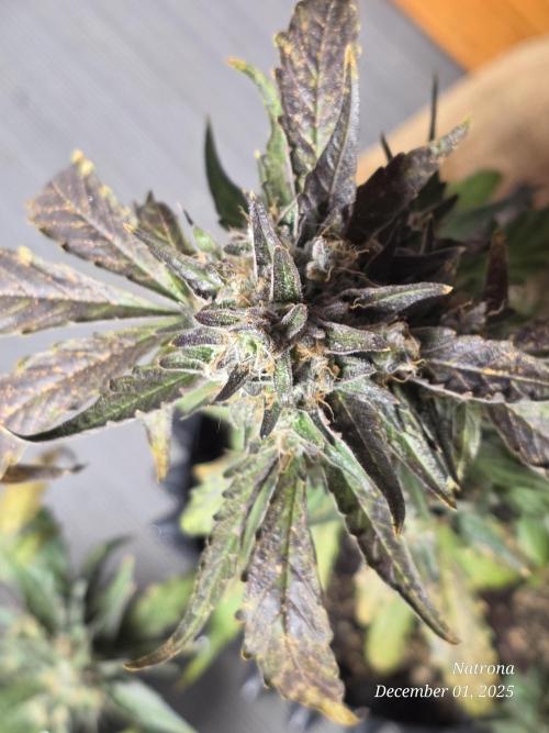 Apricot Auto-Fast Buds. Week 9