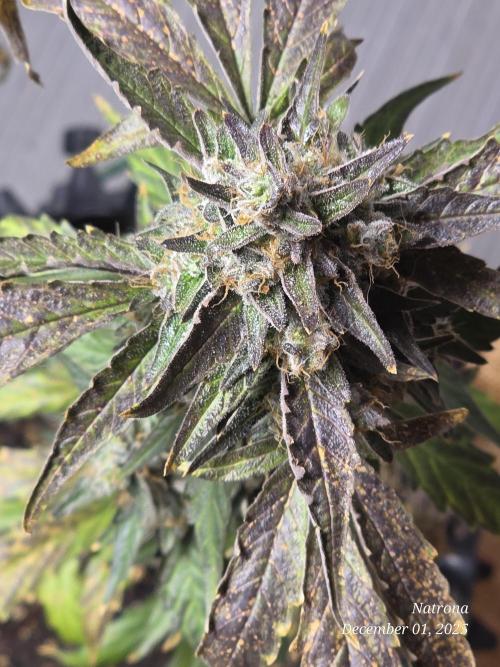 Apricot Auto-Fast Buds. Week 9