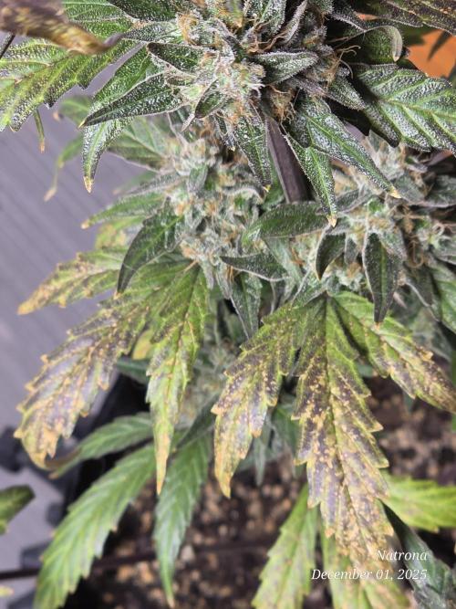 Apricot Auto-Fast Buds. Week 9