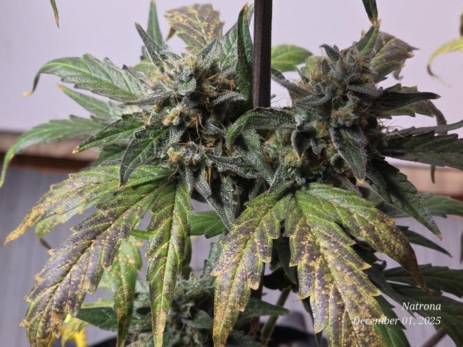 Apricot Auto-Fast Buds. Week 9