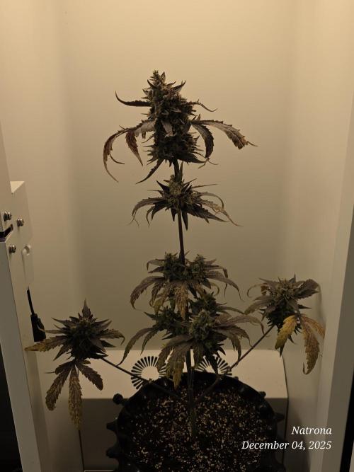 Apricot Auto-Fast Buds. Week 9