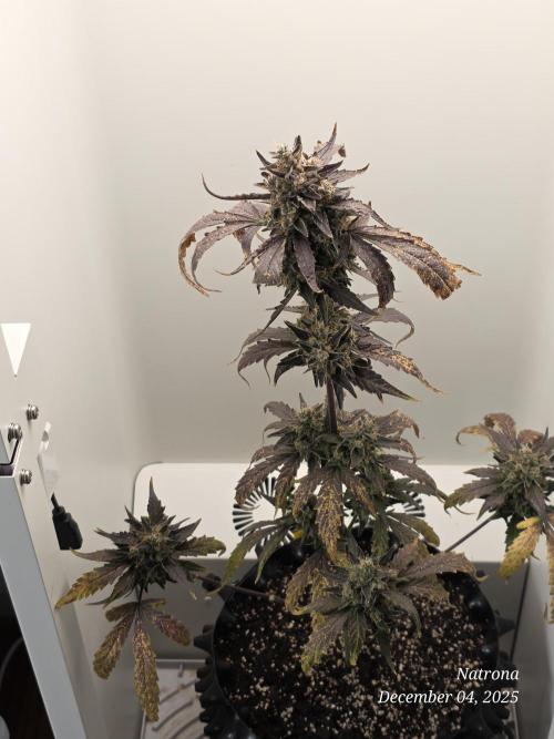 Apricot Auto-Fast Buds. Week 9