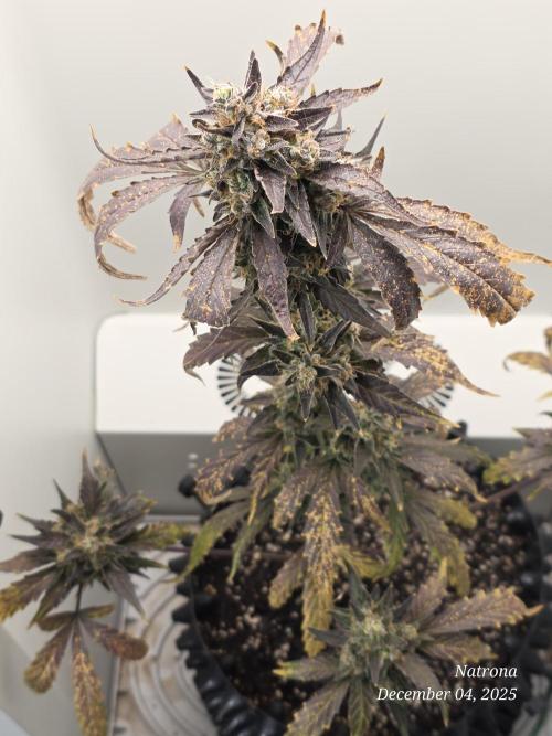 Apricot Auto-Fast Buds. Week 9