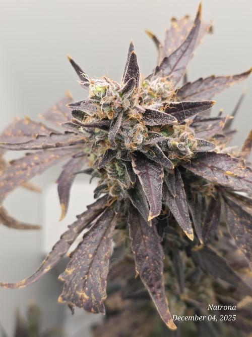 Apricot Auto-Fast Buds. Week 9