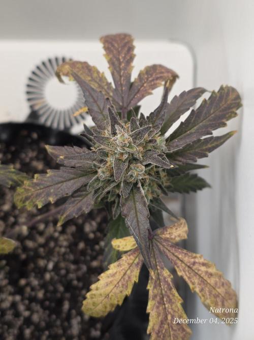 Apricot Auto-Fast Buds. Week 9