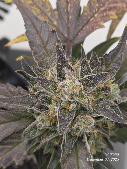 Apricot Auto-Fast Buds. Week 9