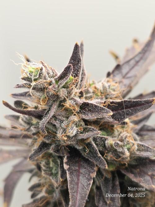 Apricot Auto-Fast Buds. Week 9