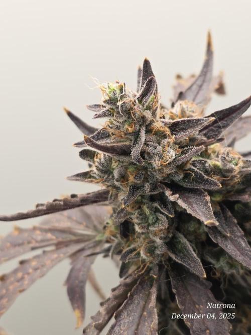 Apricot Auto-Fast Buds. Week 9