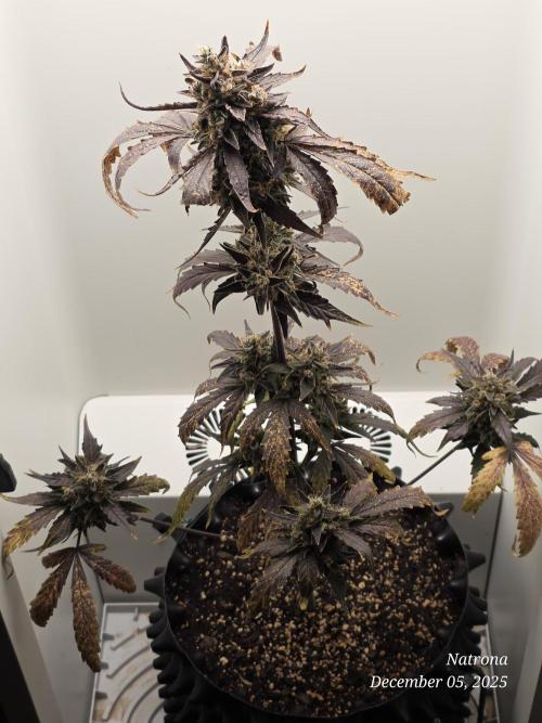 Apricot Auto-Fast Buds. Week 9