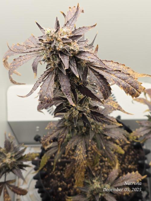 Apricot Auto-Fast Buds. Week 9