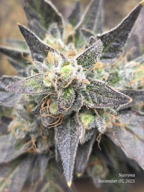 Apricot Auto-Fast Buds. Week 9