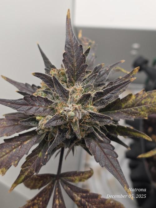 Apricot Auto-Fast Buds. Week 9