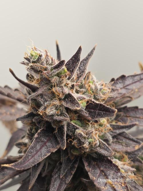 Apricot Auto-Fast Buds. Week 9