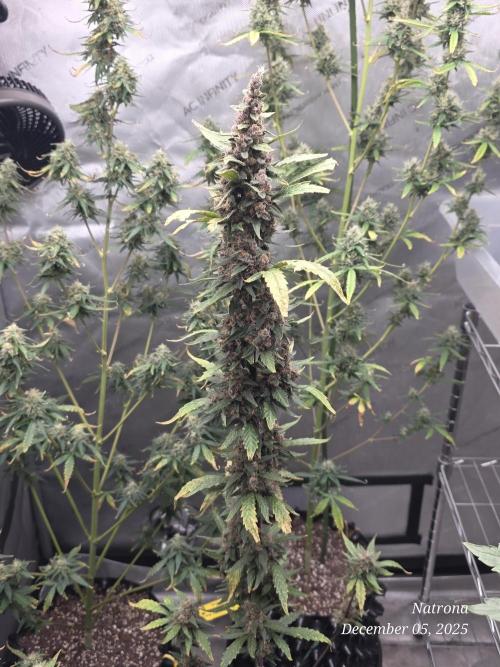 Apricot Auto-Fast Buds. Week 9