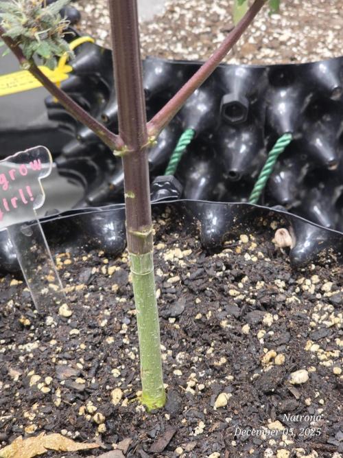 Apricot Auto-Fast Buds. Week 9