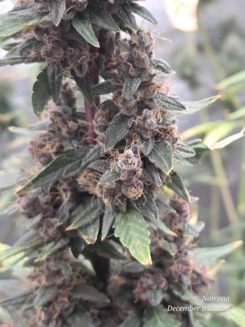 Apricot Auto-Fast Buds. Week 9