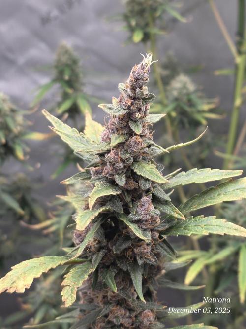 Apricot Auto-Fast Buds. Week 9