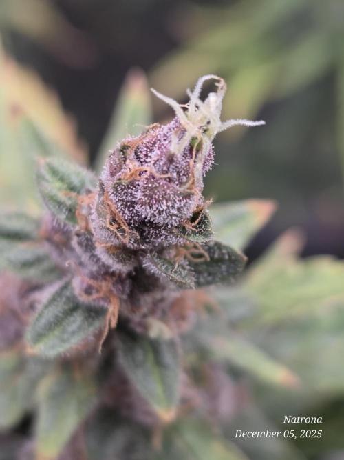 Apricot Auto-Fast Buds. Week 9