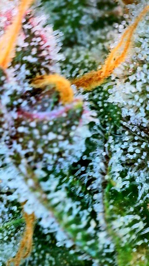 Apricot Auto-Fast Buds. Week 9