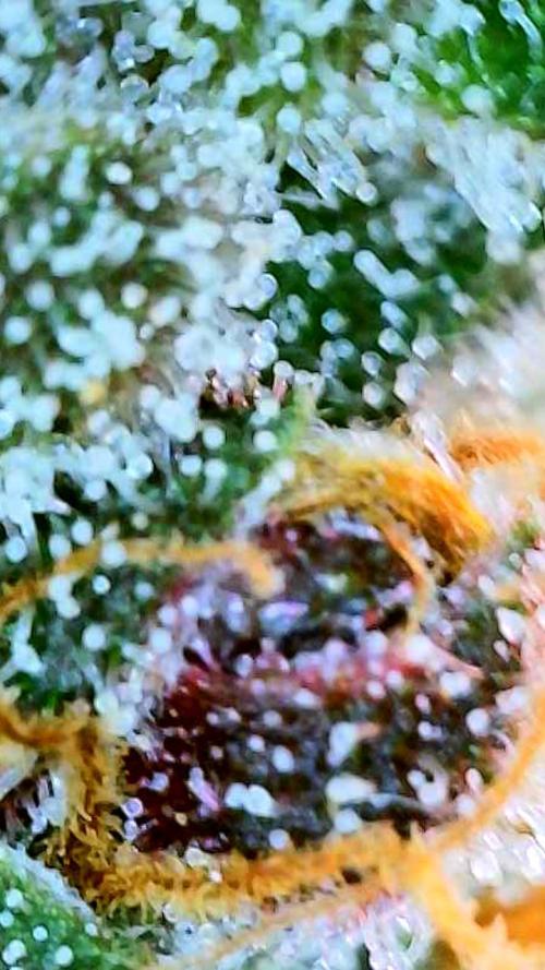 Apricot Auto-Fast Buds. Week 9