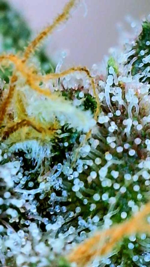 Apricot Auto-Fast Buds. Week 9