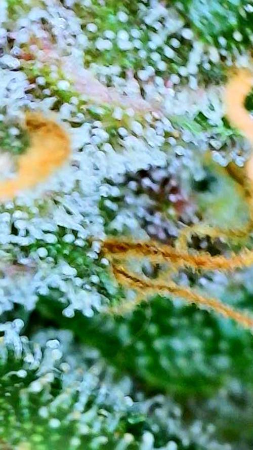 Apricot Auto-Fast Buds. Week 9