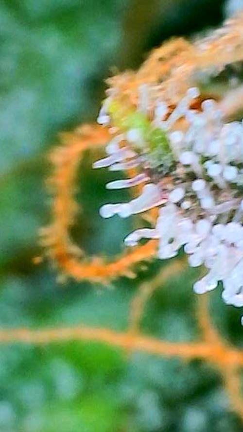 Apricot Auto-Fast Buds. Week 9