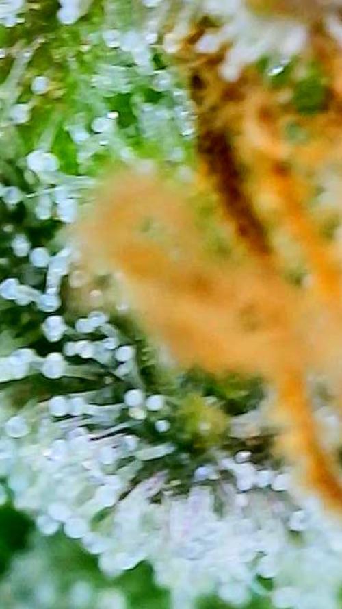 Apricot Auto-Fast Buds. Week 9