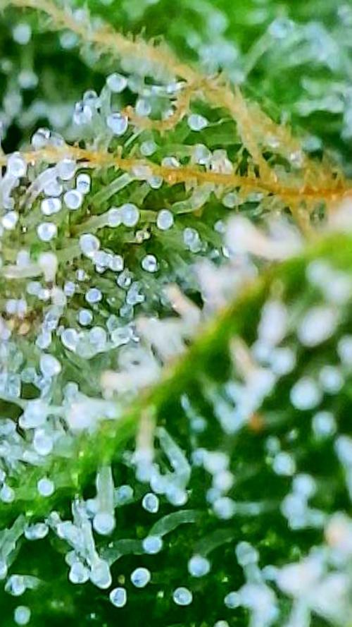 Apricot Auto-Fast Buds. Week 9