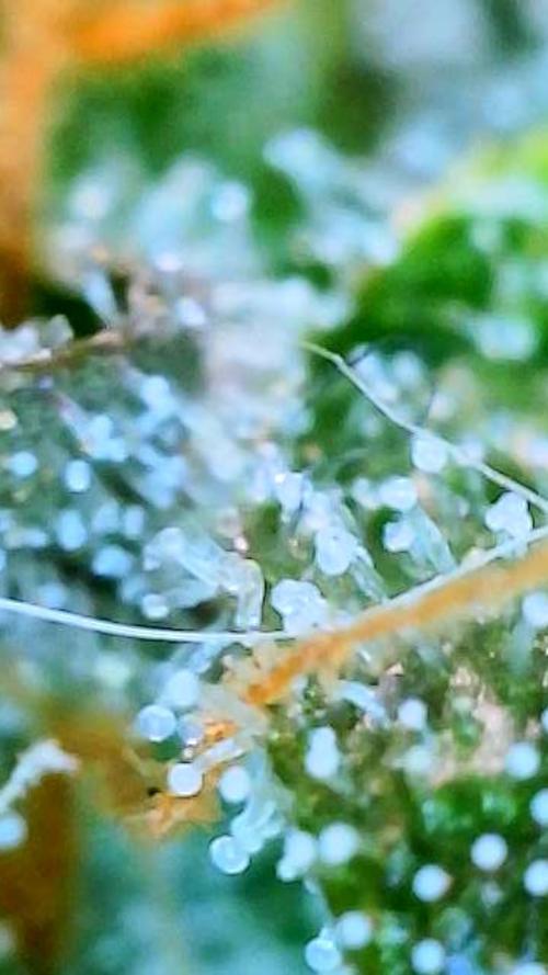 Apricot Auto-Fast Buds. Week 9