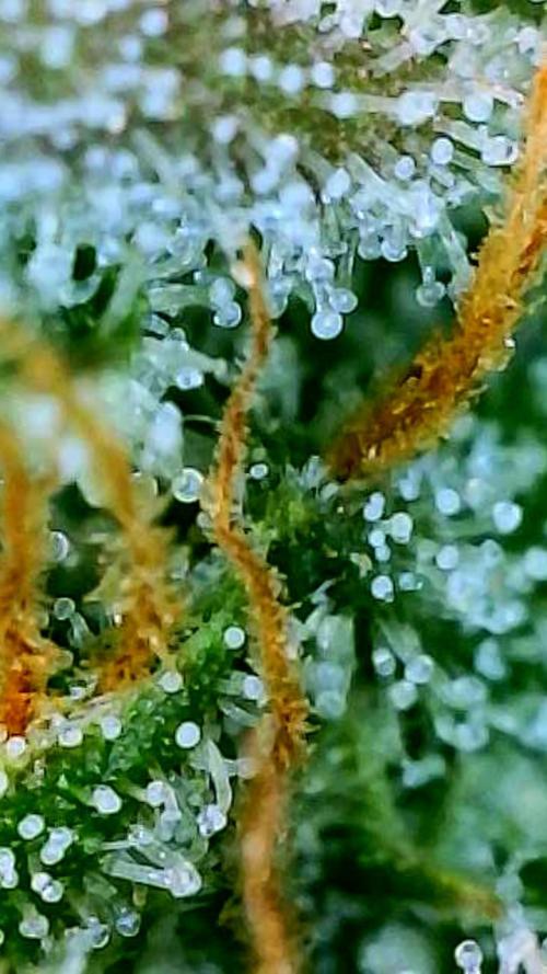 Apricot Auto-Fast Buds. Week 9