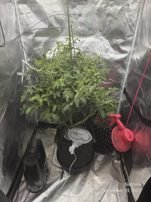 NYC Diesel (was Hey Abby). Week 11